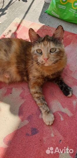 Трёхцветная кошечка в поисках дома