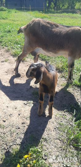 Козлики нубики процентные