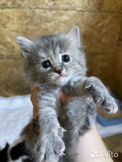 Мила ищет дом