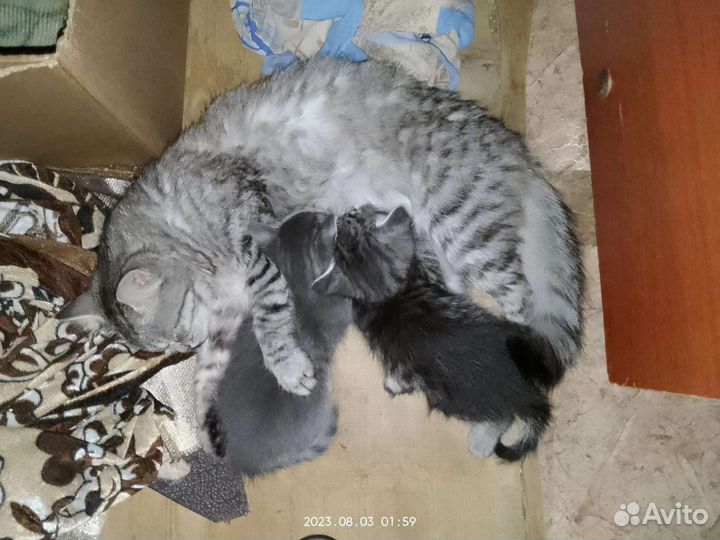 Сибирская кошка