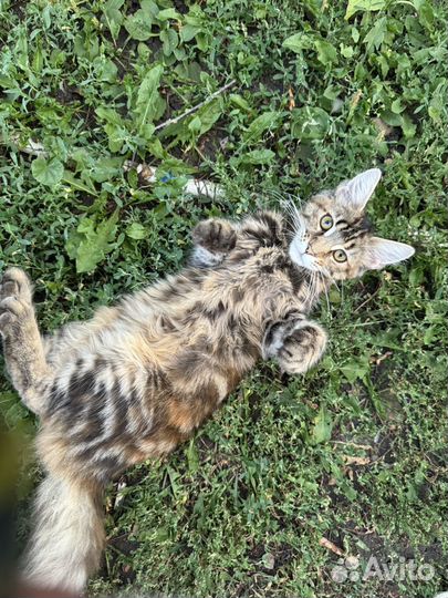 Кошка на вязку