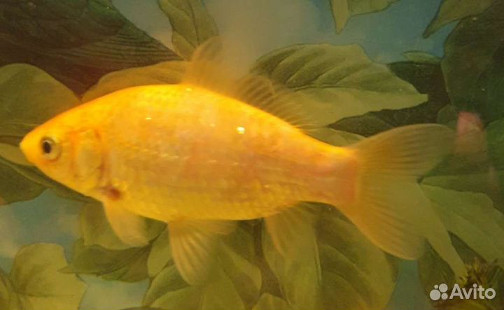 Сомики и золотая рыбка Талнах
