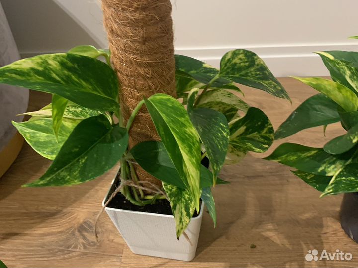 Сциндапсус эпипремнум ауреус комнатные растения