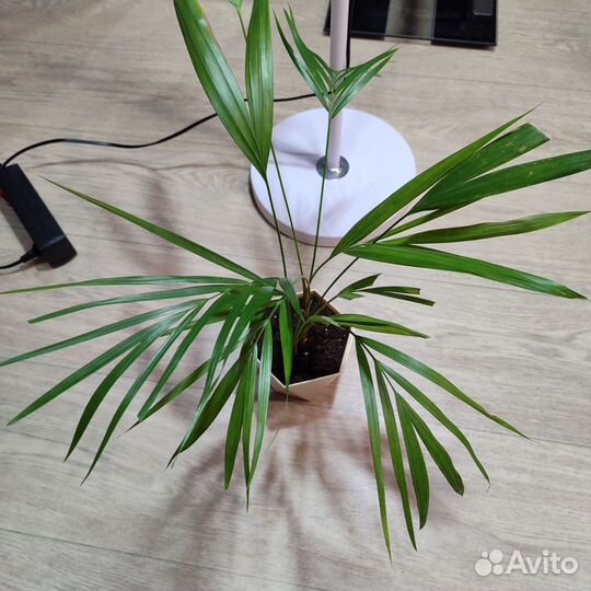 Комнатные растения