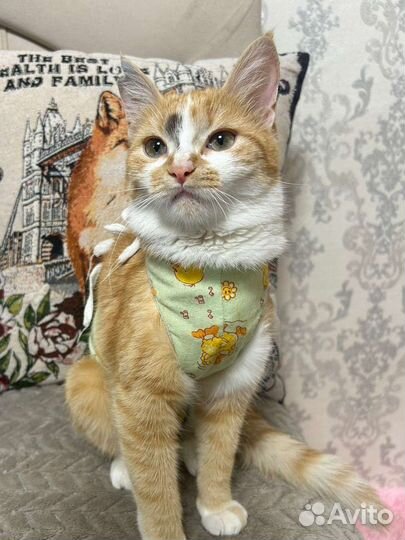 Красивая рыжая кошечка Лиса в заботливые ручки