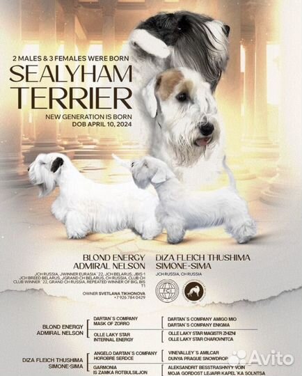 Селихем-терьер