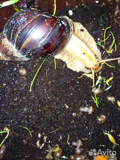 Улитка ахитина