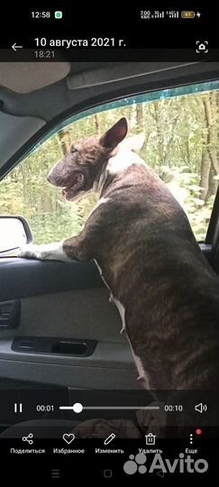 Стандартный бультерьер