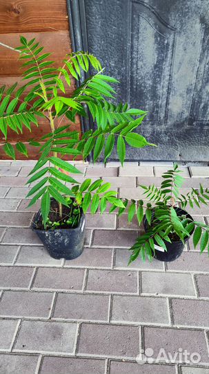 Саженцы сумах оленерогий