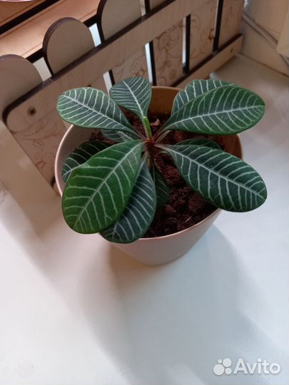 Молочай (с горшком)