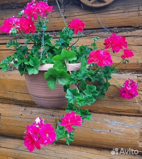 Пеларгония ампельная плющелистная сортовая