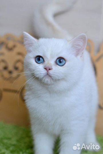 Британская короткошерстная ny1233