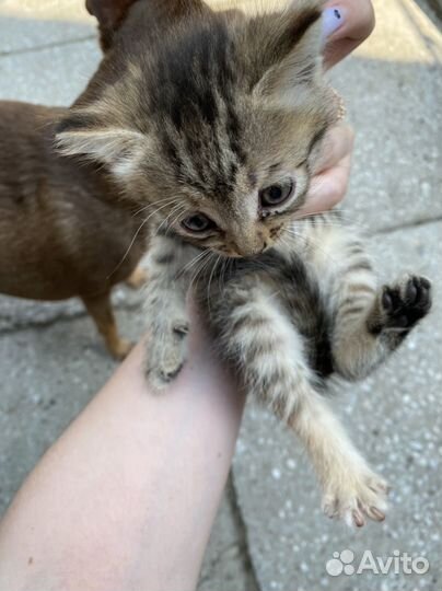 Котята в добрые руки даром