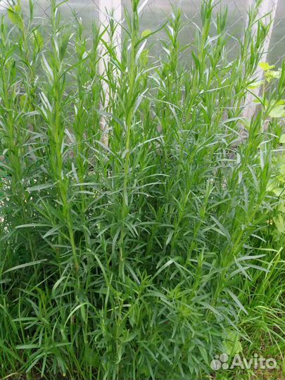 Тархун (эстрагон).Чебрец лимонный