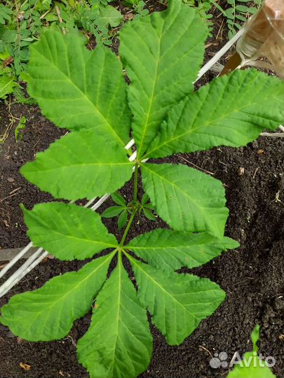 Саженцы каштана конского