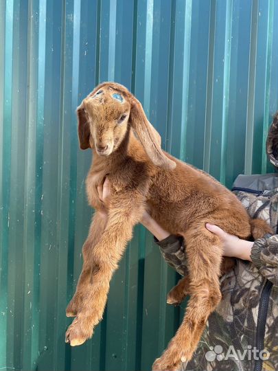 Нубийские козы камори