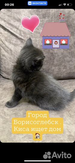 Котенок девочка папы британца