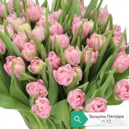 Луковица тюльпанов альбом 3(детка)