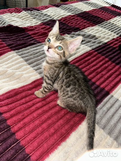 Бенгальская кошка