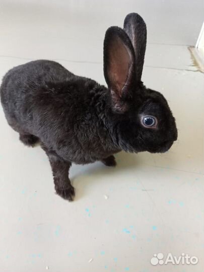 Кролик карликовый 