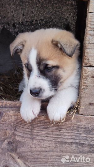 Щенок в добрые руки