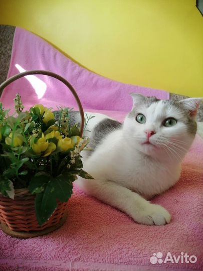 Луна верит в чудо