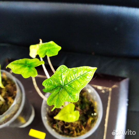 Алоказия Жаклин