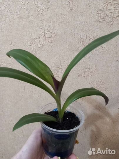 Традесканция рео