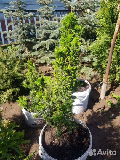 Живая ель в горшке