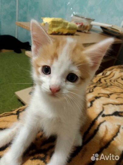 Котята