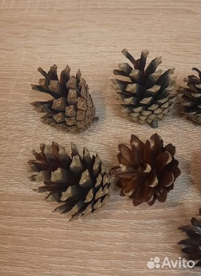 Шишки сосновые натуральные