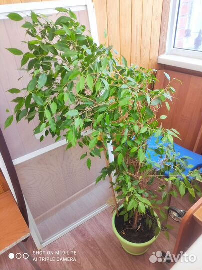 Фикус бенджамина большой