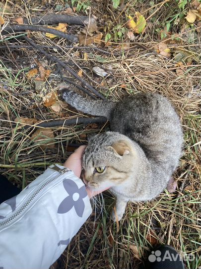 Найден кот вислоухий