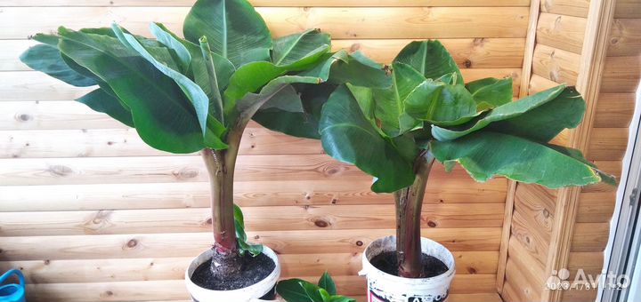 Банан Киевский карлик