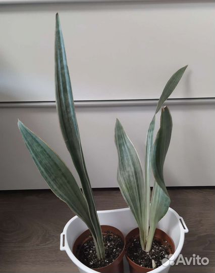 Комнатные цветы разные