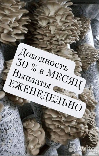 Нужен инвестор партнёр в грибной бизнес с залогом