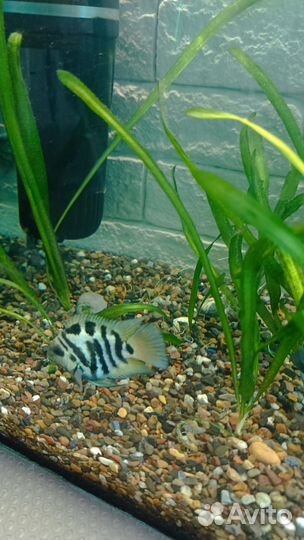 Аквариумные рыбки