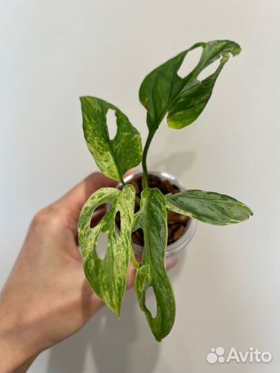 Монстера индо минт