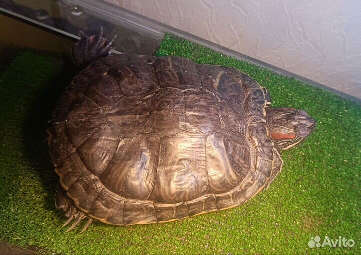 Красноухая черепаха