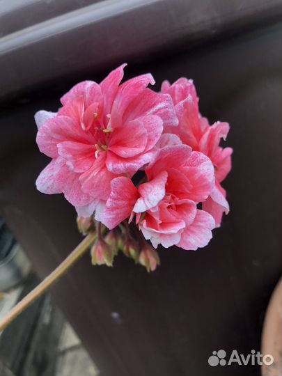 Пеларгония