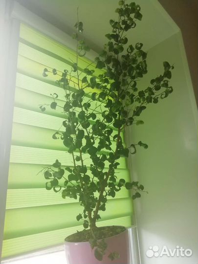 Фикус Барок (кудрявый)