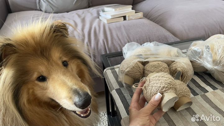 Пух собаки колли