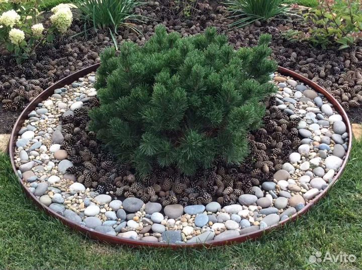 Шишки сосновые