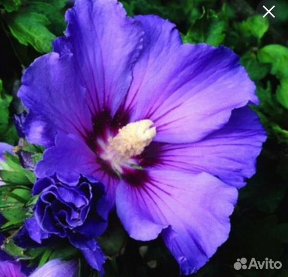 Гибискус древовидный сирийский садовый