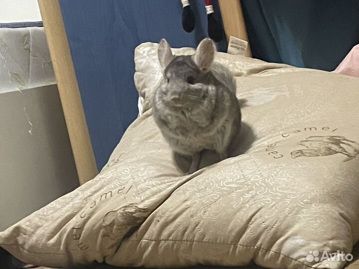 Передержка шиншилл