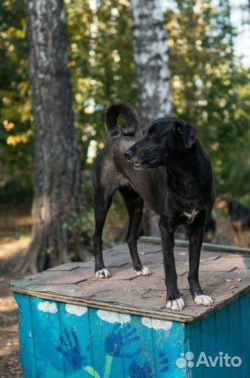 В добрые руки