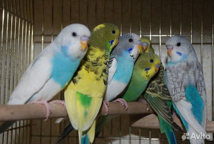 Волнистые попугаи