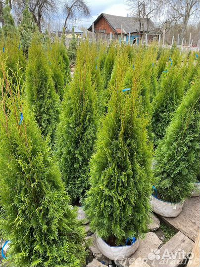 Туя Смарагд extra