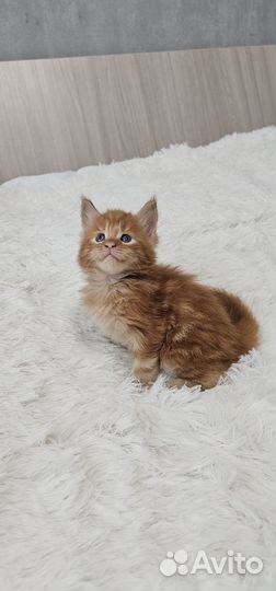 Котята мейн-кун