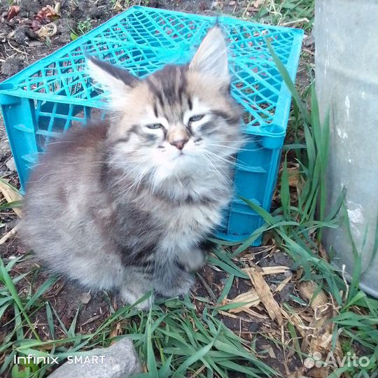 Котята мейн-кун